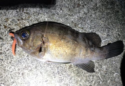 メバルの釣果