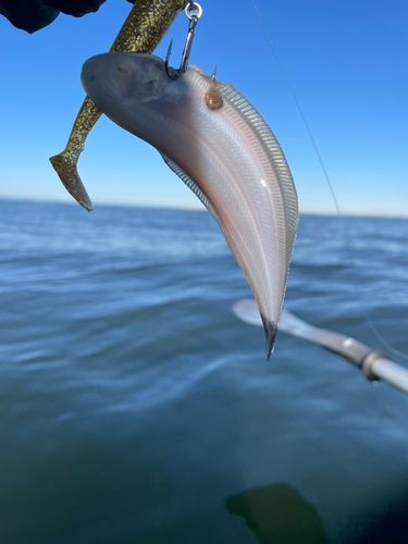 シタビラメの釣果