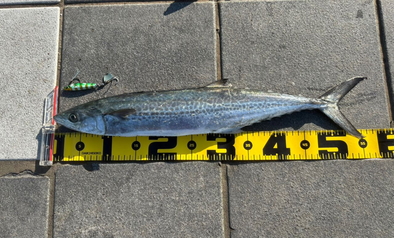 SHIMANO 19コルトスナイパー SS S96MHの最安値・インプレ・釣果 | 本音