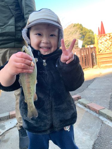 ニジマスの釣果