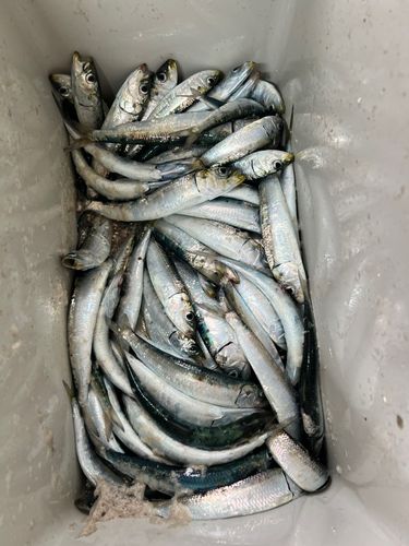 イワシの釣果