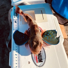 ホウボウの釣果