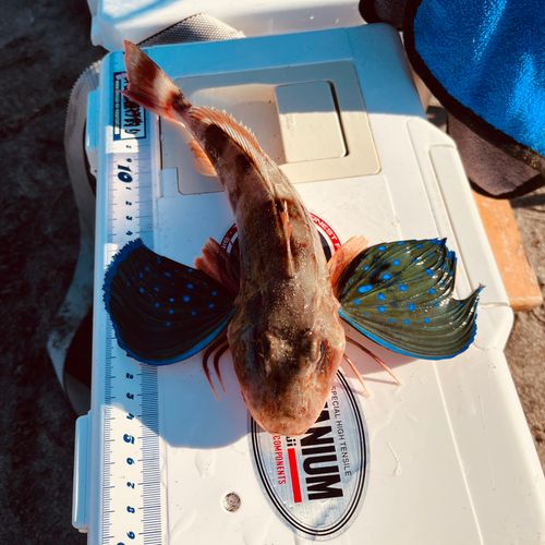 ホウボウの釣果