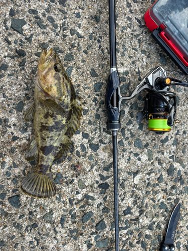 タケノコメバルの釣果