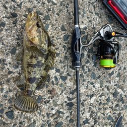 タケノコメバル