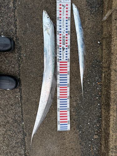 タチウオの釣果