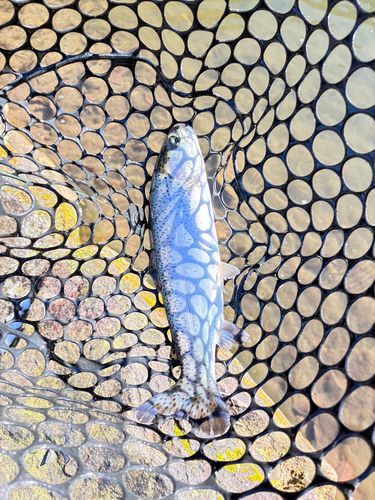 ニジマスの釣果