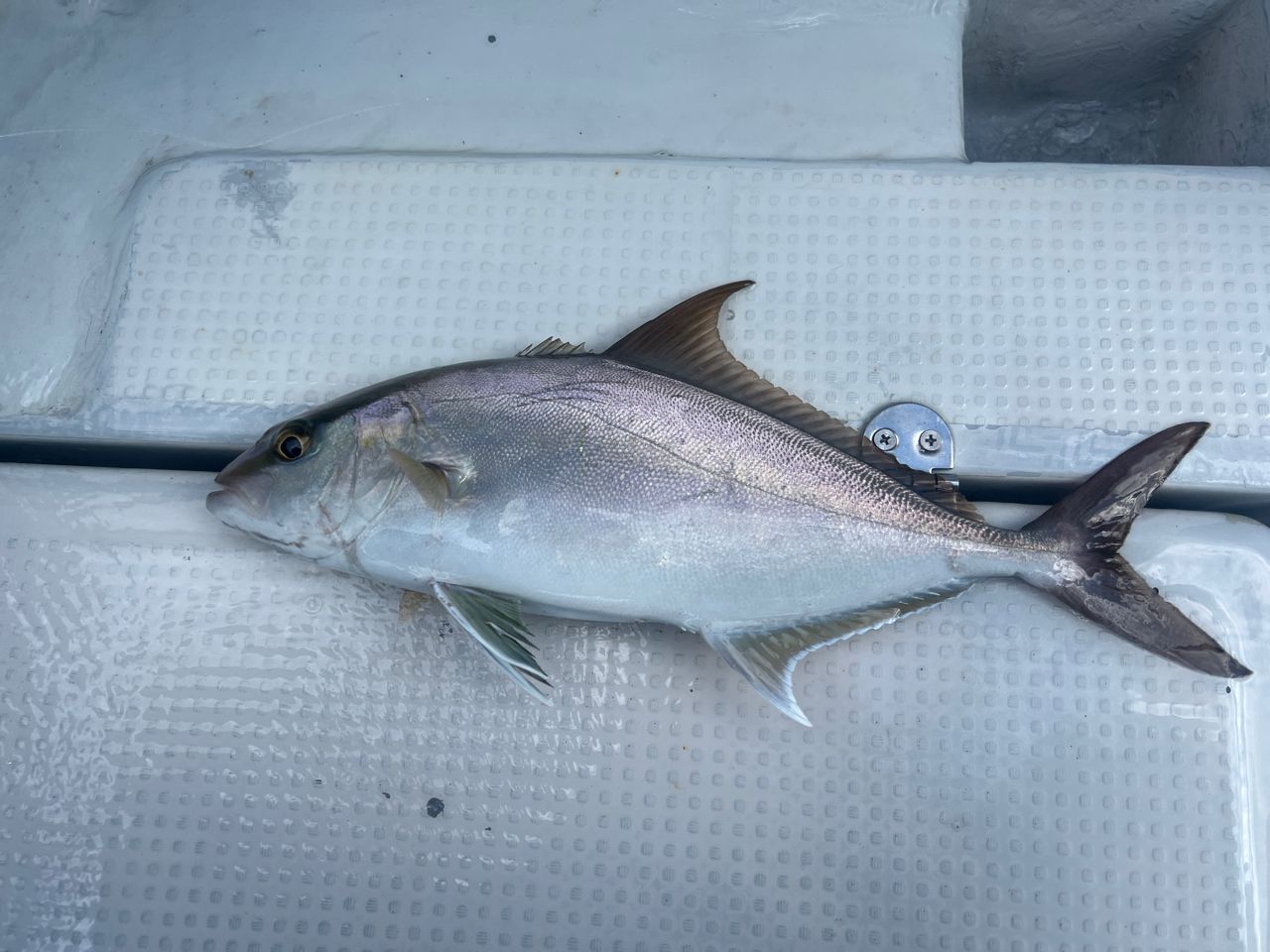 DAIWA UVF ソルティガ センサー 12 ブレイド EX +Si 1.2号/27.0lb/5色