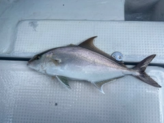 ヒレナガカンパチの釣果