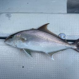 ヒレナガカンパチ