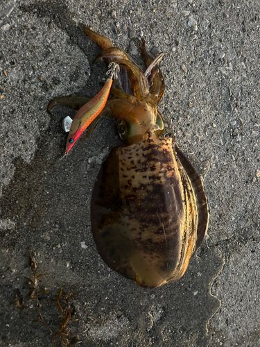 イカの釣果