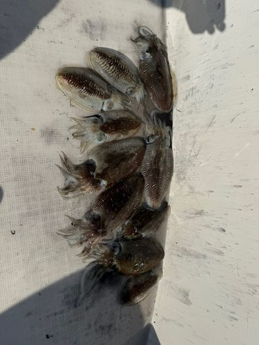 コウイカの釣果