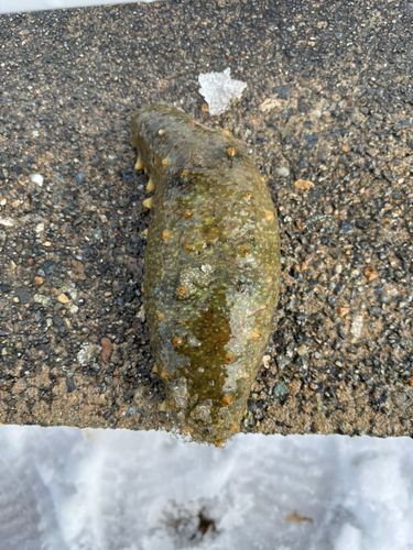 大野地区釣り護岸