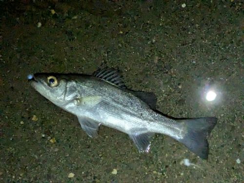 セイゴ（ヒラスズキ）の釣果