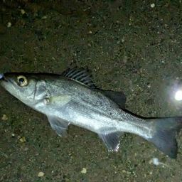 セイゴ（ヒラスズキ）