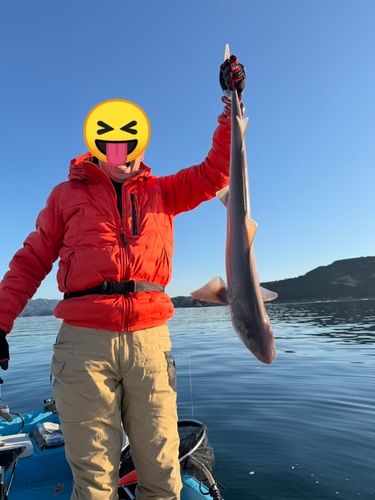 サメの釣果