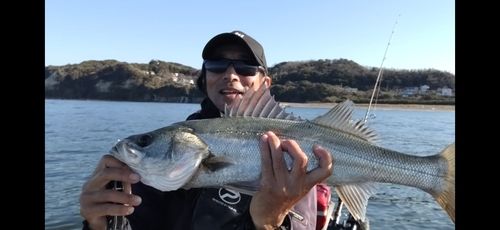 スズキの釣果