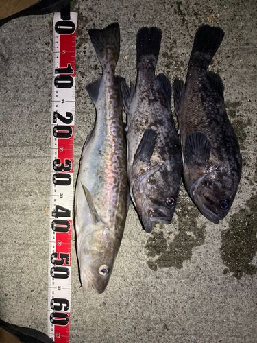 クロソイの釣果