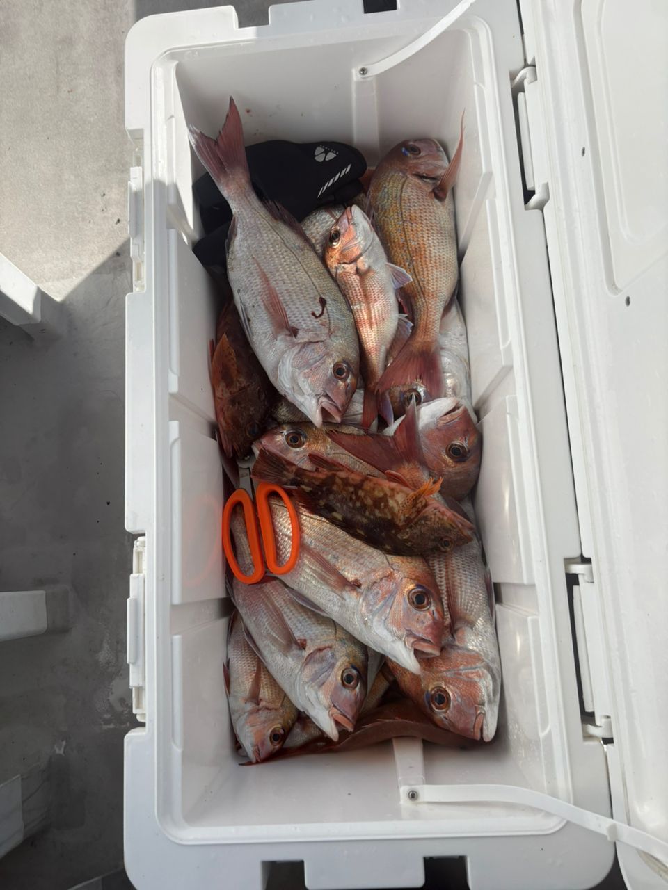 ❤︎釣り網カップル❤︎さんの釣果 3枚目の画像