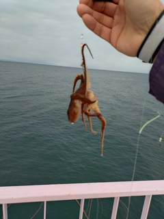 イイダコの釣果