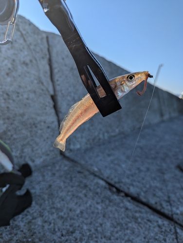 シロギスの釣果