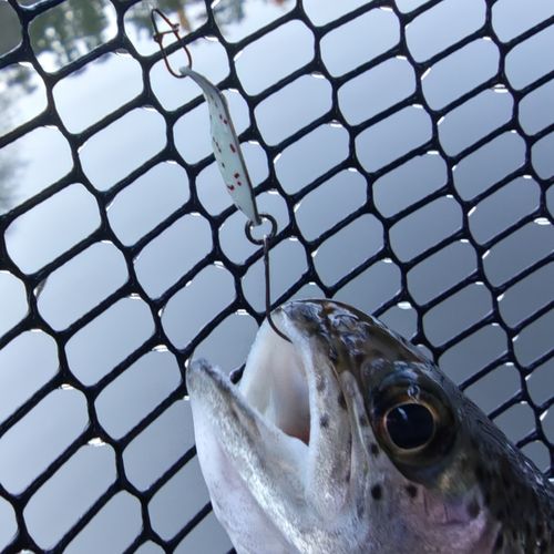 ニジマスの釣果