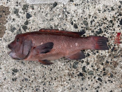 コブダイの釣果