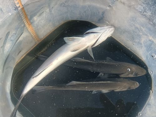 セイゴ（タイリクスズキ）の釣果