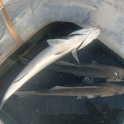 セイゴ（タイリクスズキ）