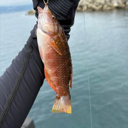 アカササノハベラ