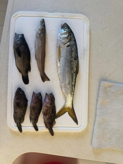 コノシロの釣果