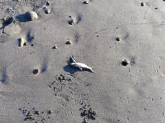 コノシロの釣果