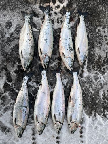 サクラマスの釣果