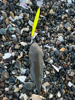 シタビラメの釣果