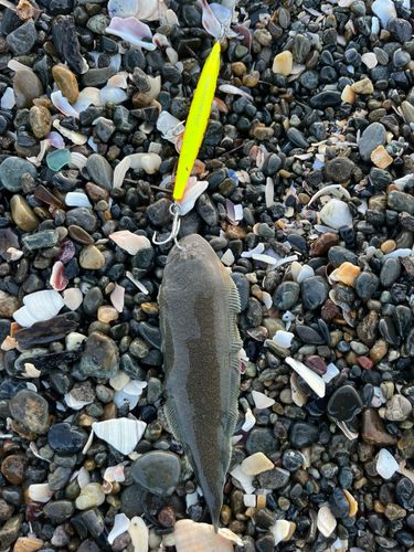 シタビラメの釣果