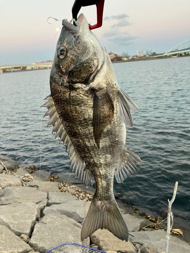 チヌの釣果