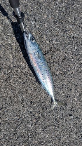 ゴマサバの釣果