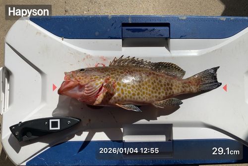 オオモンハタの釣果