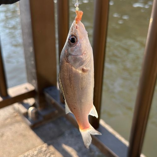 セイゴ（マルスズキ）の釣果