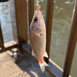 セイゴ（マルスズキ）