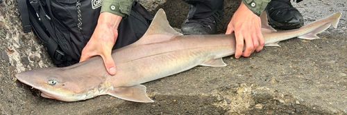 ネムリブカの釣果