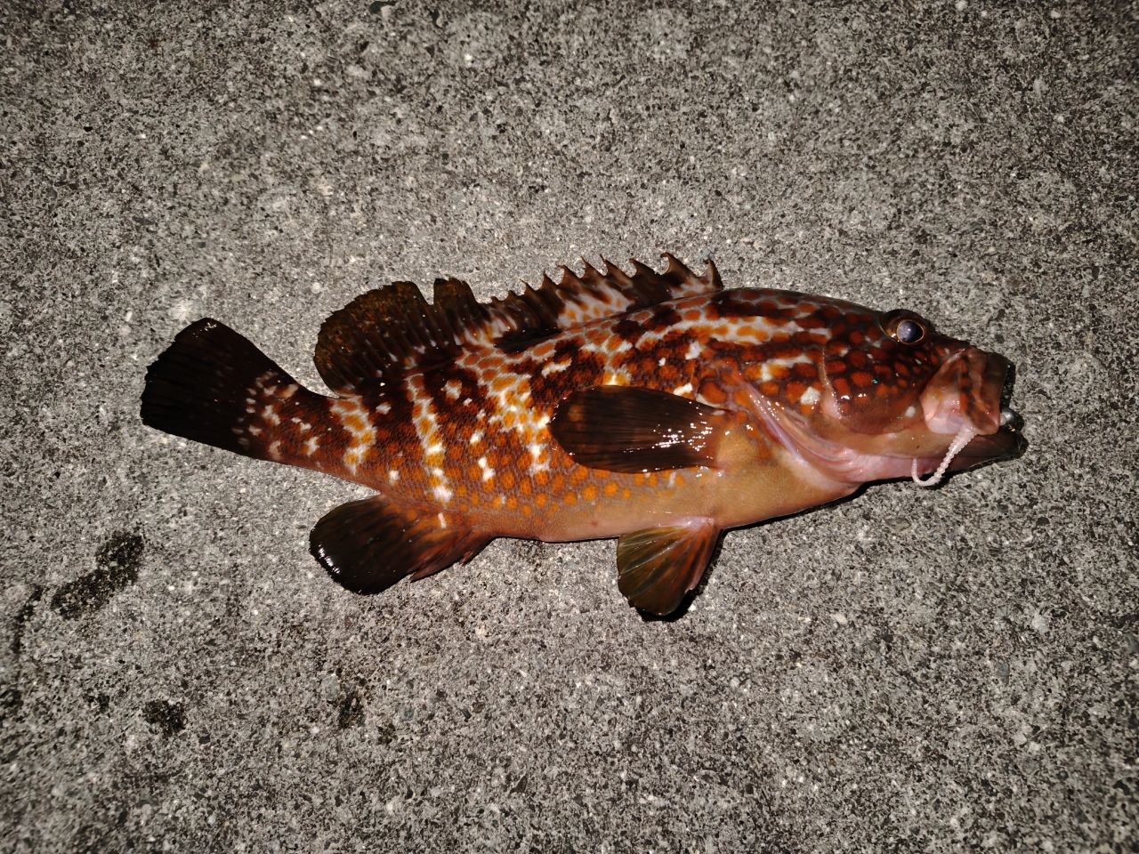 MajorCraft 鯵道 5G AD5-S682L/AJIの最安値・インプレ・釣果 | 本音の