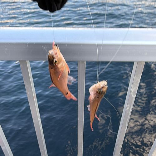 クロホシイシモチの釣果
