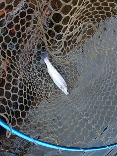 ニジマスの釣果