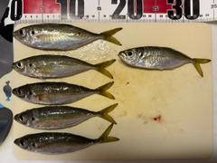 マアジの釣果