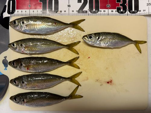 マアジの釣果