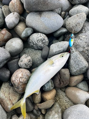 フクラギの釣果