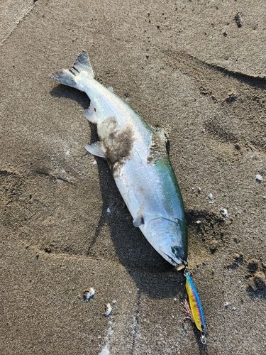 サクラマスの釣果