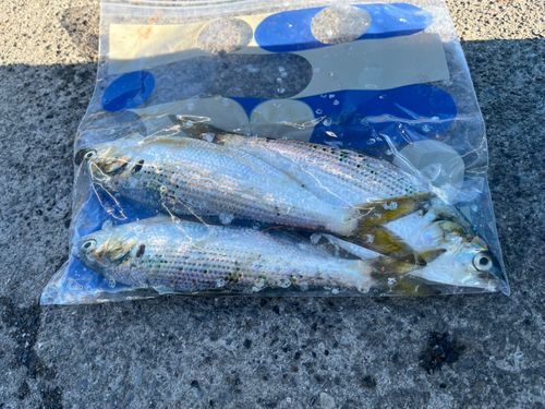 コノシロの釣果