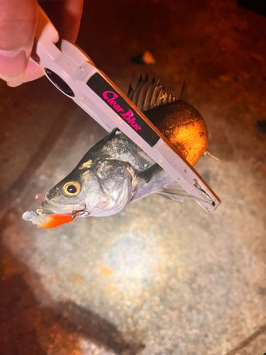 一万トン岸壁（姫路）